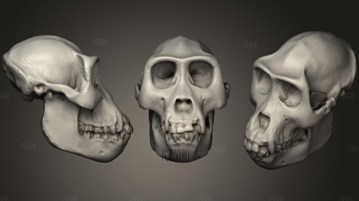 Animal Skulls 0218
